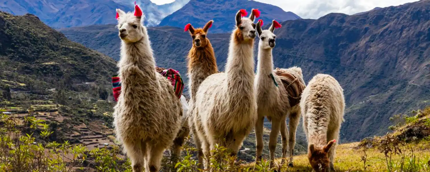 Spectacular view of the Sacred Valley